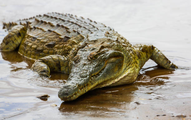istock Nile Crocodile - Crocodylus niloticus, Galana river, Kenya 648568984
