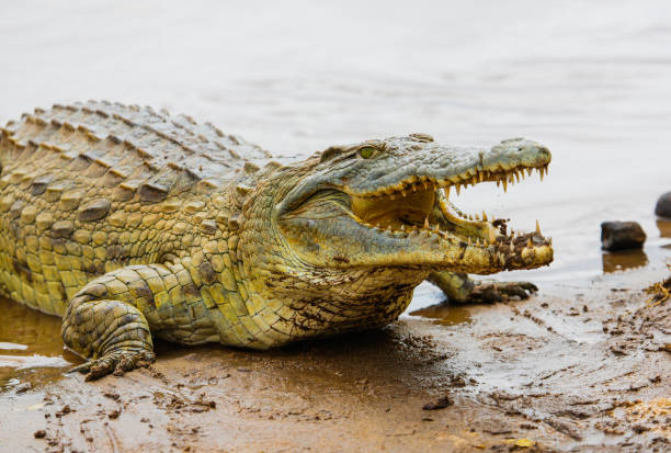 Nile Crocodile - Crocodylus niloticus, Galana river, Kenya Nile Crocodile - Crocodylus niloticus, Galana river, Kenya tsavo east national park photos stock pictures, royalty-free photos & images