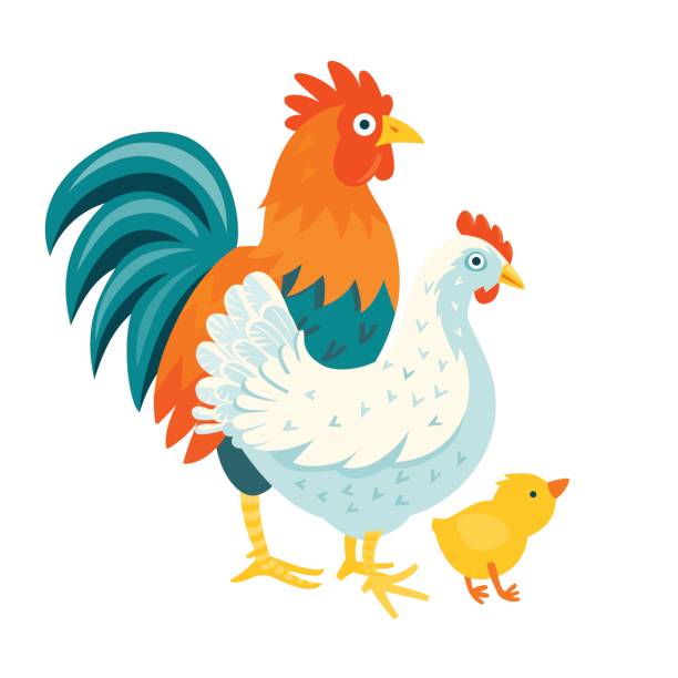 Rooster, hen and Chick isolated on white Group of domestic funny birds vector illustration cartoon style male red junglefowl gallus gallus stock illustrations