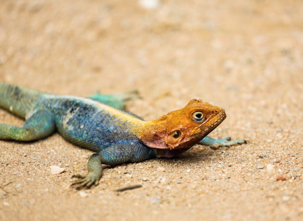 istock Red-headed Rock Agama - Agama agama, Tsavo East, Kenya 648575304