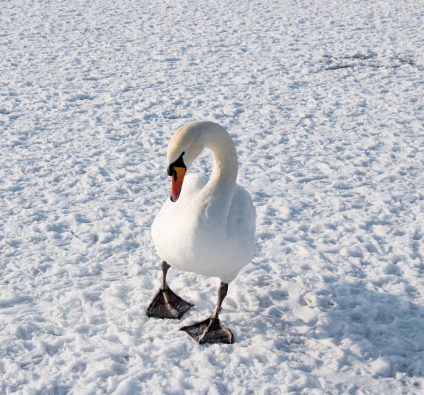 istock Swan on frozen river in winter photo. 648575462