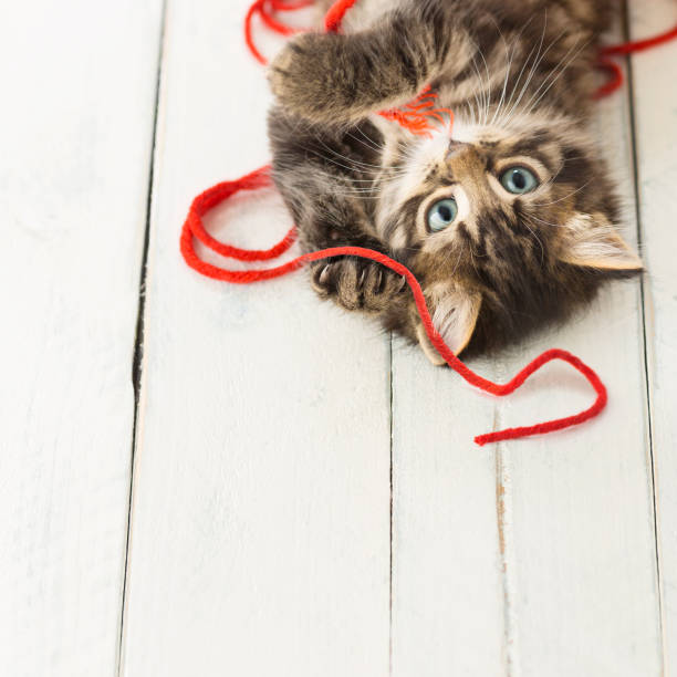 istock Young cat playing with colourful woollen yarn 648575480