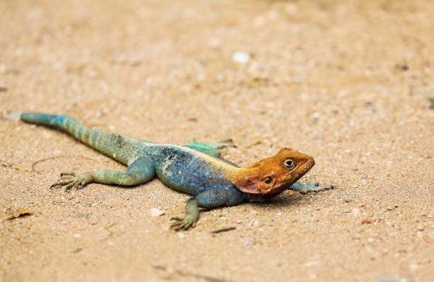 istock Red-headed Rock Agama - Agama agama, Tsavo East, Kenya 648575540