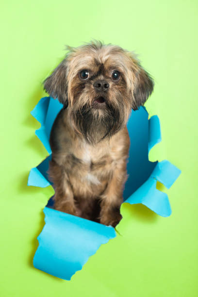 istock Surprised dog bursts through paper background 648575590