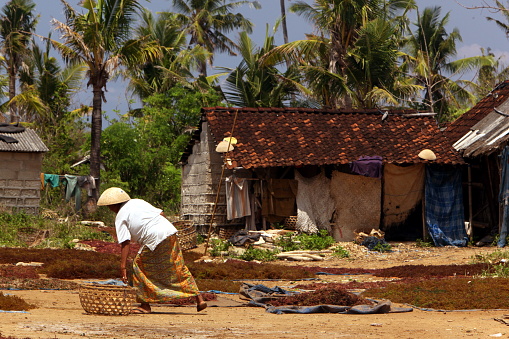 people at work on a seawead plantation on the Island Nusa Lembongan Island near the island Bali in indonesia in southeastasia