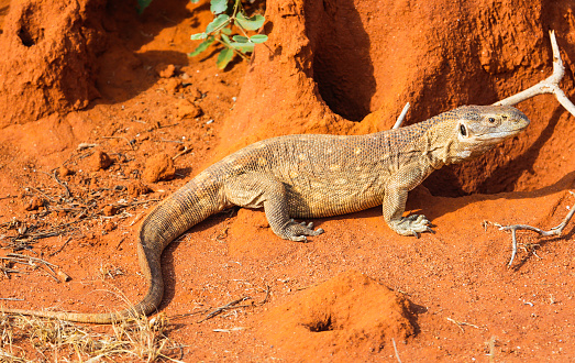 Water dragon sat on edge of pond