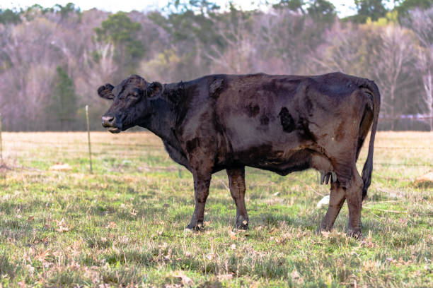 istock Angus crossbred cow in early spring 648579548