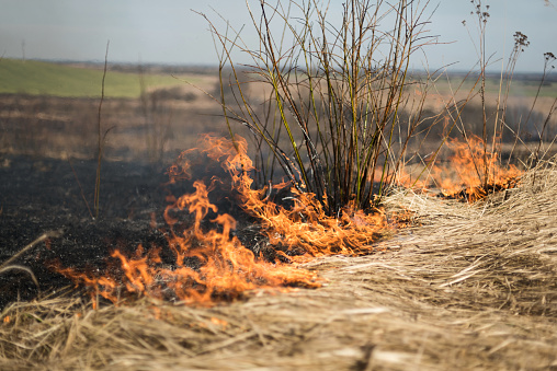 Deliberate burning dry grass in early spring. Causing damage to nature. Ukraine.