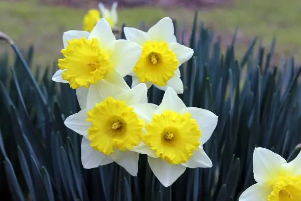 Yellow and white daffodils blooming in the garden.