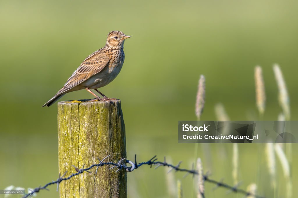 Eurasian skylark in agricultural landscape Eurasian skylark (Alauda arvensis) perched on a pole in agricultural landscape. This small passerine bird species is a wide-spread species found across Europe and Asia Lark Stock Photo