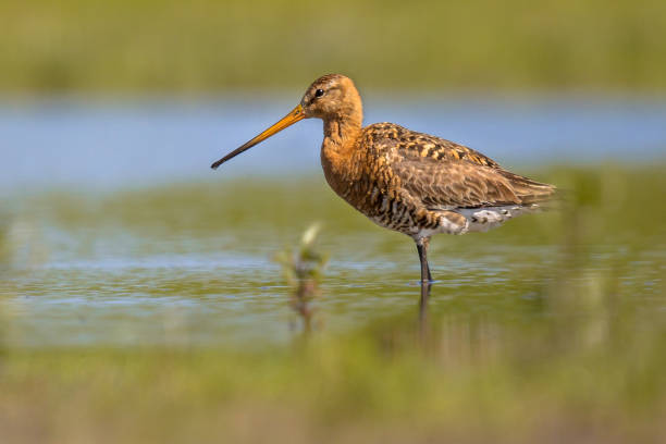 istock Black-tailed Godwit wader bird standing in water 648585326