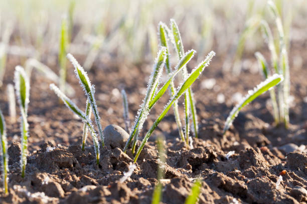 istock green wheat in a frost 648585448