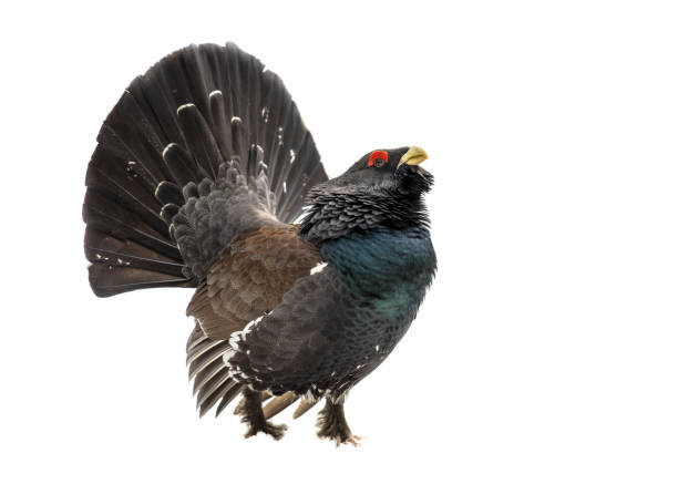 Western capercaillie wood grouse on white background Displaying Western capercaillie (Tetrao urogallus), also known as Wood grouse, Heather cock, or just capercaillie, ion white background tetrao urogallus stock pictures, royalty-free photos & images