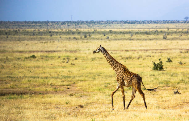 istock Giraffe in  East Tsavo Park in Kenya 648585652