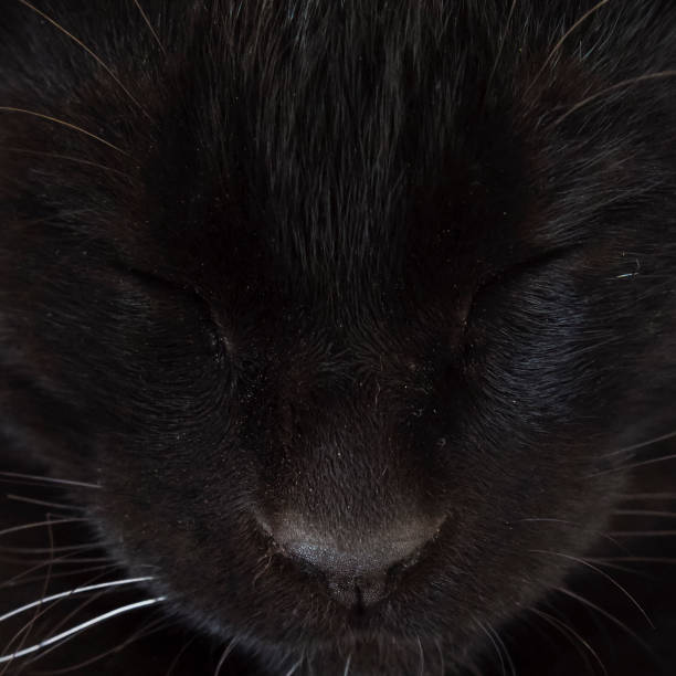 black cat extreme close up with eyes closed facing the camera remembering king kong movie