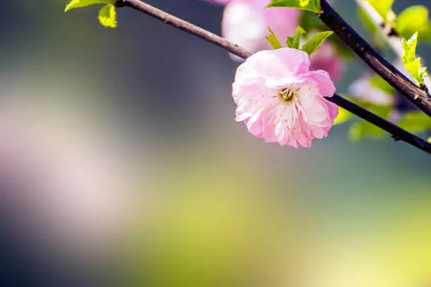 Branch of a pink wildrose flower with bokeh background.