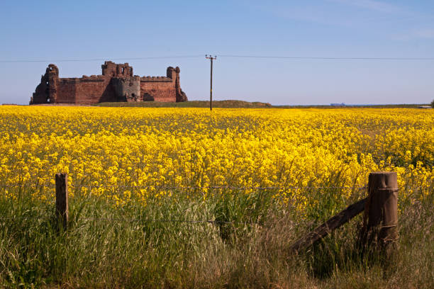 North Berwick, East Lothian, Scotland - June 16, 2013: Tantallon Castle Tantallon Castle is a semi-ruined cliff-top fortress dating to the mid-14th century and with historic connections to the Douglas Dynasty, Mary Queen of Scots and Oliver Cromwell. north berwick scotland east lothian castle scotland stock pictures, royalty-free photos & images