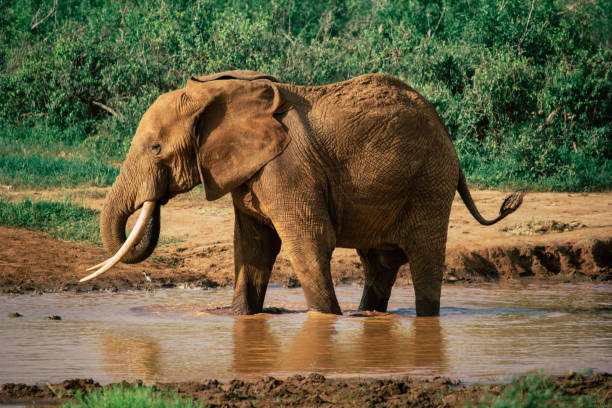 istock An elephant is about to bathe in a pool 648595692