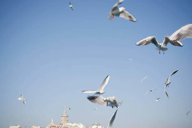 istock Seagulls flying in sky over the sea waters 648596074
