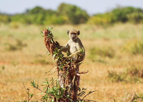 Baboon baby on tree.  Tsavo East park, Kenya.