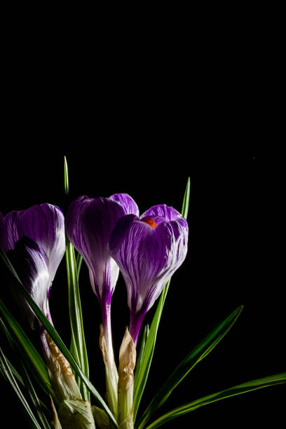 Spring lilac and purple crocus in a flowerpot. Green leaves. Spring card. Space for text.