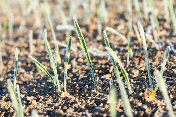 istock green wheat in frost, close-up 648600038