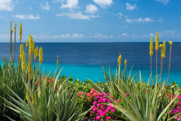 Blossoming, yellow flowers aloe-vera plant and blue sea, Curacao island, Carribean