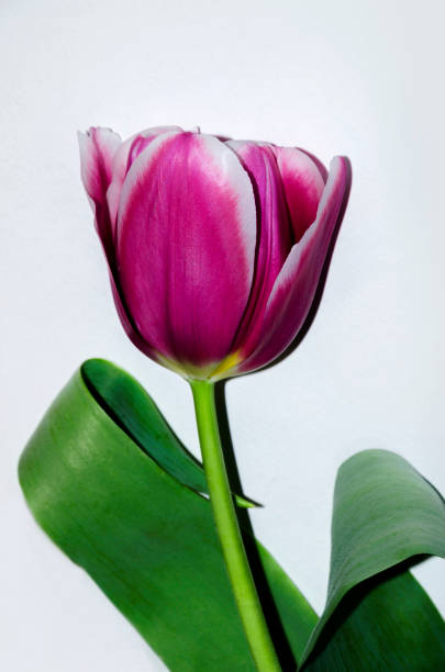 istock Beautiful tulip flower 648602702