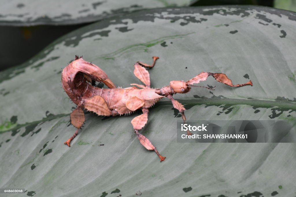 Inseto de vara espinhoso gigante aka Extatosoma tiaratum - Foto de stock de Bicho-Pau royalty-free