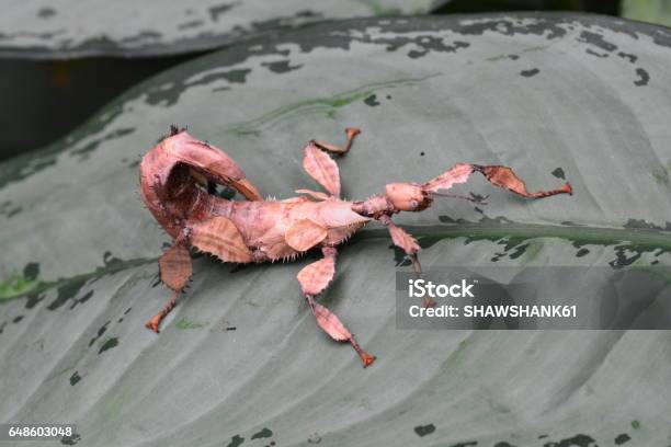 Foto de Inseto De Vara Espinhoso Gigante Aka Extatosoma Tiaratum e mais fotos de stock de Bicho-Pau