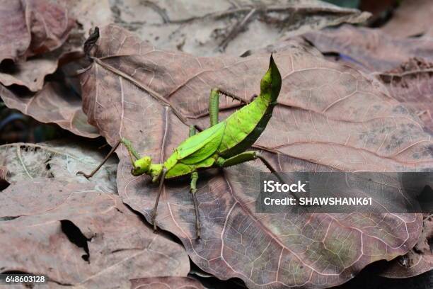 Foto de Malaio Stick Bug Aka Malaia Madeira Ninfa Aka Ninfa Selva e mais fotos de stock de Inseto