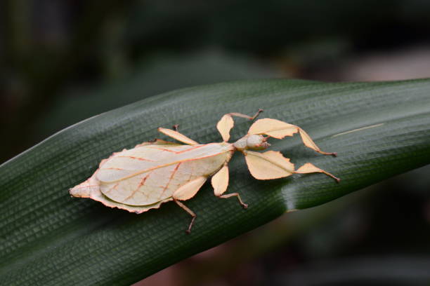 istock Brown stick bug aka Phyllium celebicum from Indonesia 648603220
