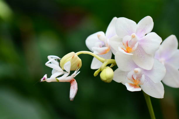 Orchid mantis on an orchid flower. An orchid mantis aka Hymenopus coronatus hangs on an orchid bloom in the gardens. orchid mantis stock pictures, royalty-free photos & images