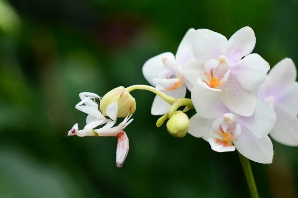 An orchid mantis aka Hymenopus coronatus hangs on an orchid bloom in the gardens.