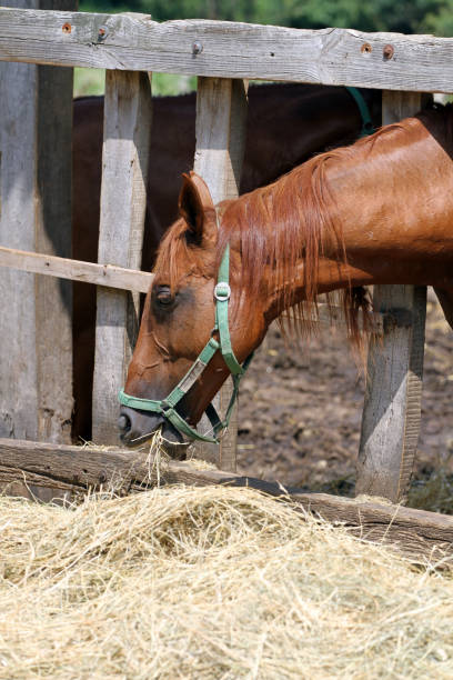 istock Hungry young saddle horse eating hay on the farm 648608596