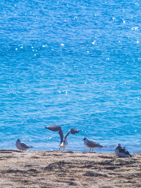 istock Four seagulls on beach near the sea 648615008