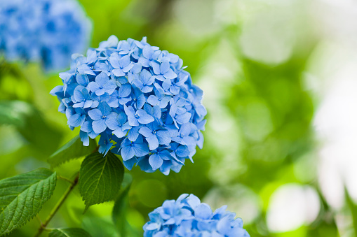 Macro photo of hydrangea. View of blooming bushes hydrangea against background of  wooden wall of terrace. White hydrangea along wooden picket fence. Fence with summer Flowers. Beautiful flower garden