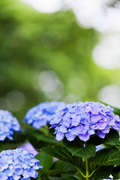 istock Blue Hydrangea Flowers in the Garden 648618366