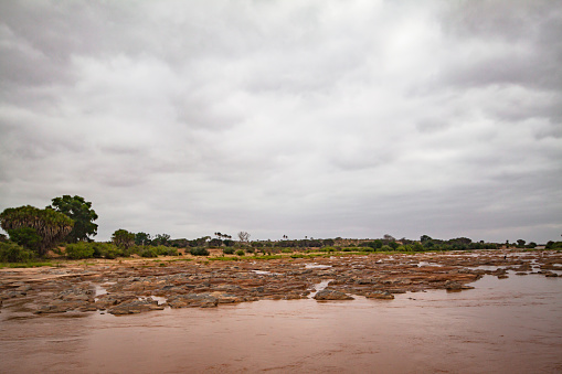 Panorama of the river hippos in Tsavo East National Park in Africa