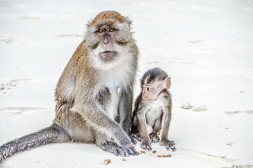 Macaques Monkeys in Thailand