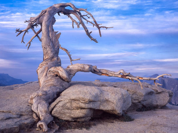 Gnarled jefferey tree atop Yosemite's Sentinel Dome at sunset with cloud formation in background..
