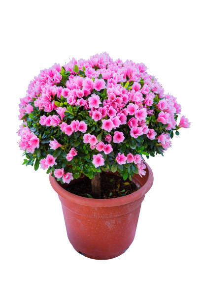 istock rhododendron hybrida bonsai 648636136