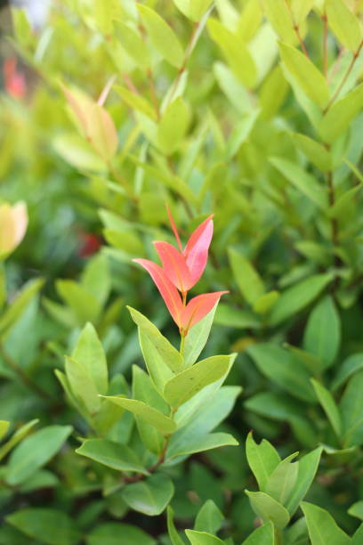istock Syzygium australe 648652660
