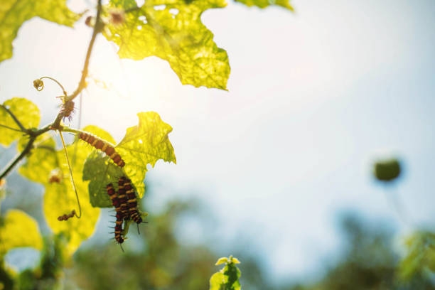 caterpillars on the leaves with a daylight. Colorful caterpillars on the leaves with a daylight. oleander hawk moth stock pictures, royalty-free photos & images