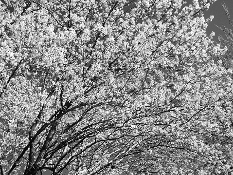 Black and white photo of a flowering tree in early March.