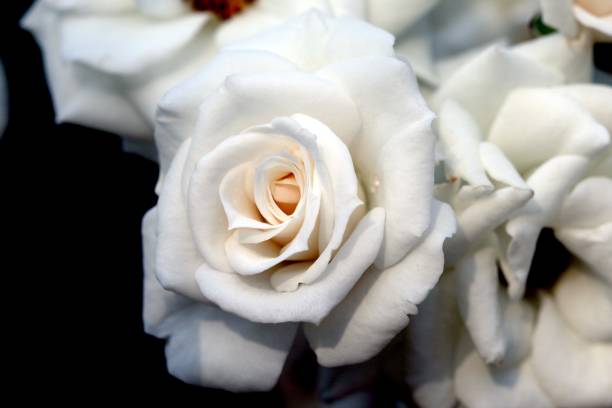 istock Closeup beautiful fresh white rose 648664070