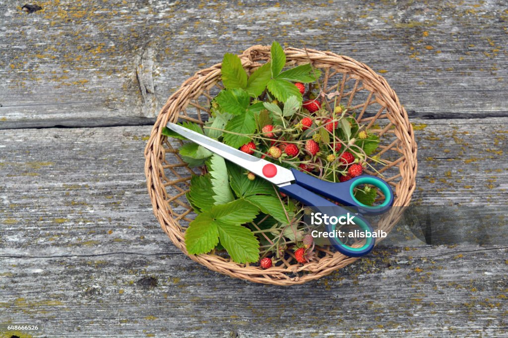 basket with wild strawberries  and scissors on old wooden background wicker basket with wild strawberries for tea and scissors on old wooden background Berry Stock Photo