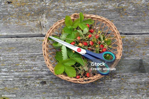 Basket With Wild Strawberries And Scissors On Old Wooden Background Stock Photo - Download Image Now