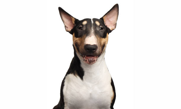 Portrait of bull terrier on isolated white background Portrait of Happy Bull Terrier Dog Smiling on isolated white background, front view bull terrier stock pictures, royalty-free photos & images