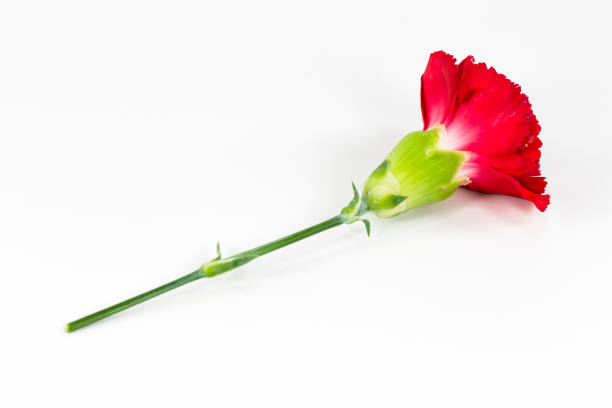istock beautiful dianthus flower isolated on white background 648671536